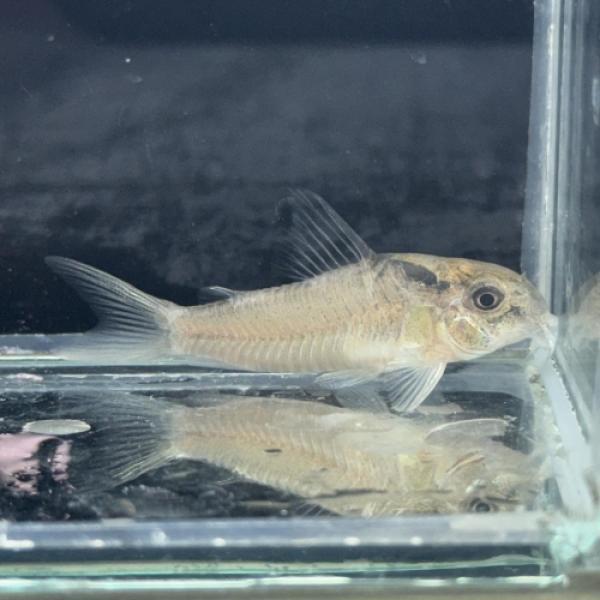 「熱帯魚」コリドラス　ヴィクトリア　リアル（ローライマ） ブラジル便 「淡水魚」「観賞魚」アクアリウ...