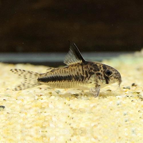 「熱帯魚」コリドラス　シパリウィニ（ブリード） インドネシア便 「淡水魚」「観賞魚」アクアリウム