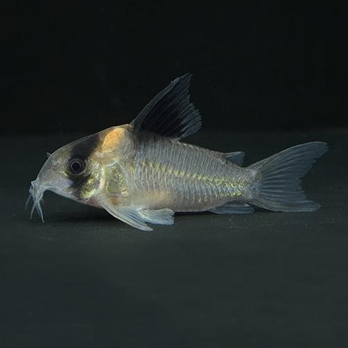 「熱帯魚」コリドラス　バーゲシー（サンガブリエル） ブラジル便 掘り出し物 「淡水魚」「観賞魚」アク...