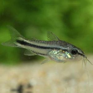 「熱帯魚」コリドラス ピグミー(コロンビア) コ...の商品画像