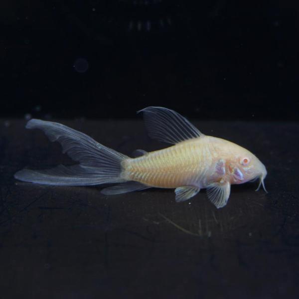 「熱帯魚」Ｃｏ，ロングフィンアルビノアエネウス中国便「淡水魚」「観賞魚」アクアリウム