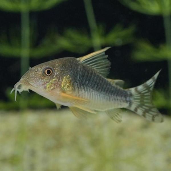 コリドラス　ゴッセイ（ブリード）　中国便「淡水魚」「熱帯魚」「観賞魚」アクアリウム