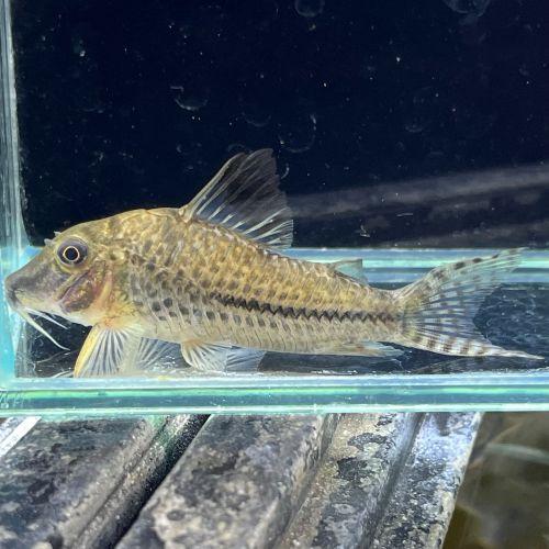 「熱帯魚」コリドラス　sp.ロングノーズ（リオ　パル） ブラジル便 掘り出し物 「淡水魚」「観賞魚」...