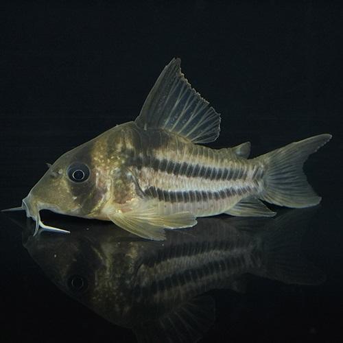「熱帯魚」「レア」Ｃｏ，スーパーアンチェスター（タパジョス） ブラジル便 掘り出し物 「淡水魚」「観...