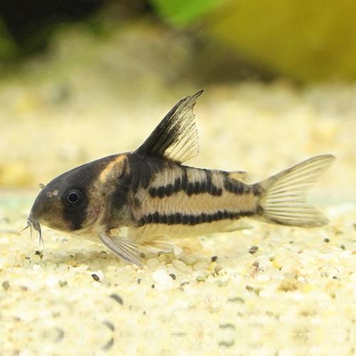「熱帯魚」コリドラス　スーパーパラレルス（ブリード） インドネシア便 「淡水魚」「観賞魚」アクアリウ...
