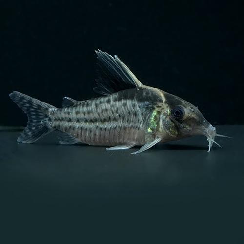 「熱帯魚」コリドラス　ロブスタス（フマイタ）（XL) ブラジル便 掘り出し物 「淡水魚」「観賞魚」ア...