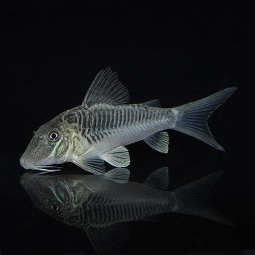 「熱帯魚」コリドラス　ゲオフロイ（ブリード）　＊雌雄指定不可 インドネシア便 「淡水魚」「観賞魚」ア...