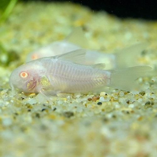「熱帯魚」コリドラス　アルビノパンダ（ブリード）        インドネシア便 「淡水魚」「観賞魚」...