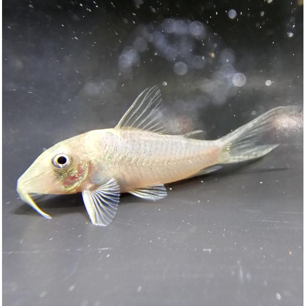「熱帯魚」コリドラス　ルイーザ（ブリード） インドネシア便 「淡水魚」「観賞魚」アクアリウム
