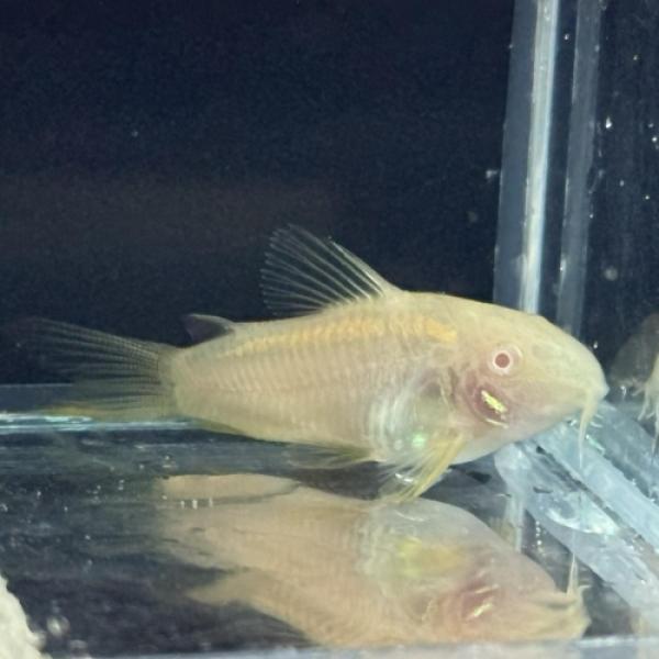 「熱帯魚」コリドラス　イルミネータス・アルビノ（ブリード） インドネシア便 「淡水魚」「観賞魚」アク...