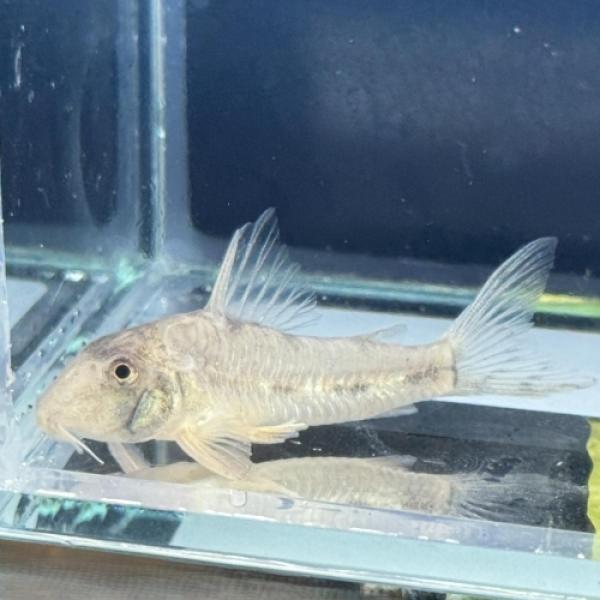 「熱帯魚」「レア」Ｃｏ，リクバクツァ（マットグロッソ） ブラジル便 掘り出し物 「淡水魚」「観賞魚」...
