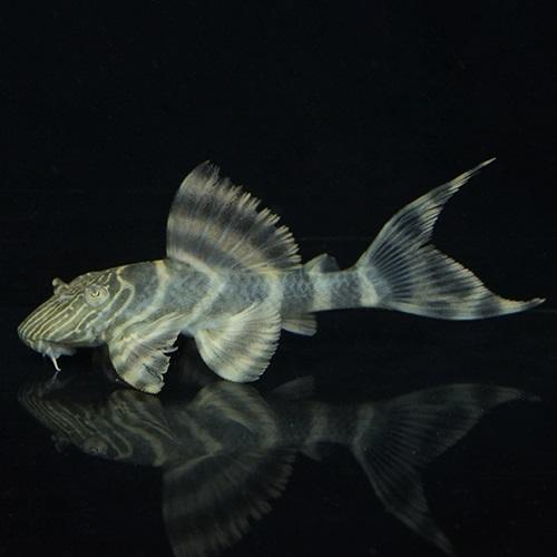 「熱帯魚」ラビリンスレッドタイガープレコブラジル便 掘り出し物 「淡水魚」「熱帯魚」「観賞魚」アクア...