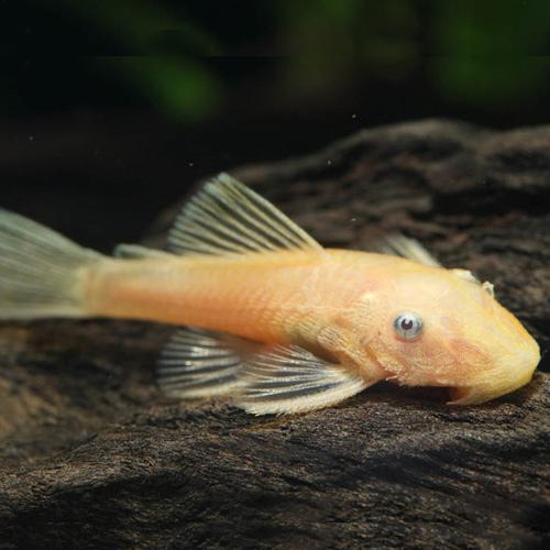 「熱帯魚」ブルーアイゴールデンブッシープレコ中国便「淡水魚」「観賞魚」アクアリウム
