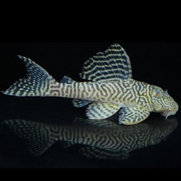 「熱帯魚」キングロイヤルペコルティア（L066）  　 ブラジル便 掘り出し物 「淡水魚」「熱帯魚」...