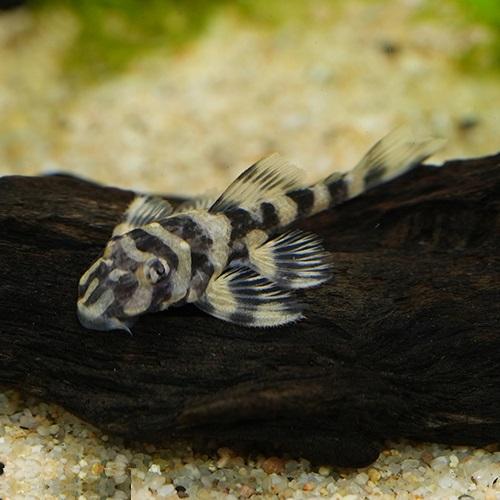 「熱帯魚」イエローバタフライプレコ(Ｌ１６８)(サンタイザベル）（Ｍ） ブラジル便 掘り出し物 「淡...