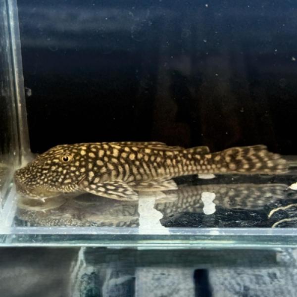 「熱帯魚」ロイヤルスポットスパングルプレコブラジル便 掘り出し物 「淡水魚」「熱帯魚」「観賞魚」アク...