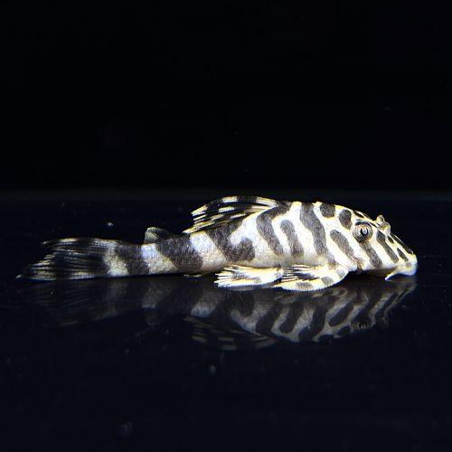 「熱帯魚」クイーンインペリアルプレコ  （ジャマンシン）(4-6cm)「観賞魚」「アクアリウム」