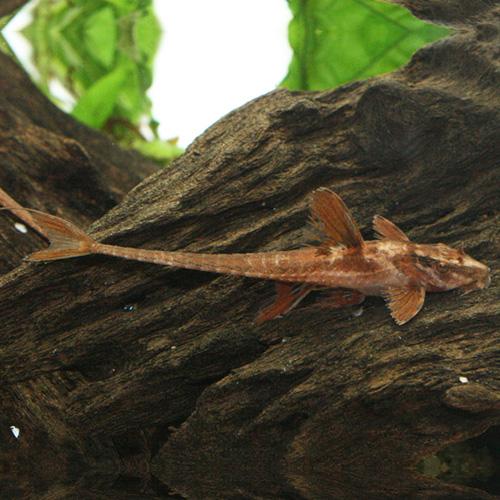 「熱帯魚」リネロリカリアｓｐレッド（ブリード）　 インドネシア便 「淡水魚」「観賞魚」アクアリウム