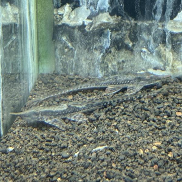 「熱帯魚」ファロエラ・アマゾニカ  1　 ブラジル便 掘り出し物 「淡水魚」「熱帯魚」「観賞魚」アク...