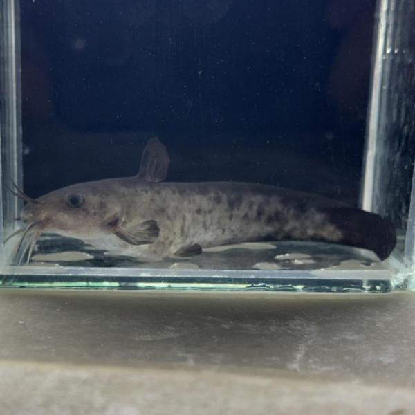 「熱帯魚」パンダタンダンキャット(パプア) インドネシア便 「淡水魚」「観賞魚」アクアリウム