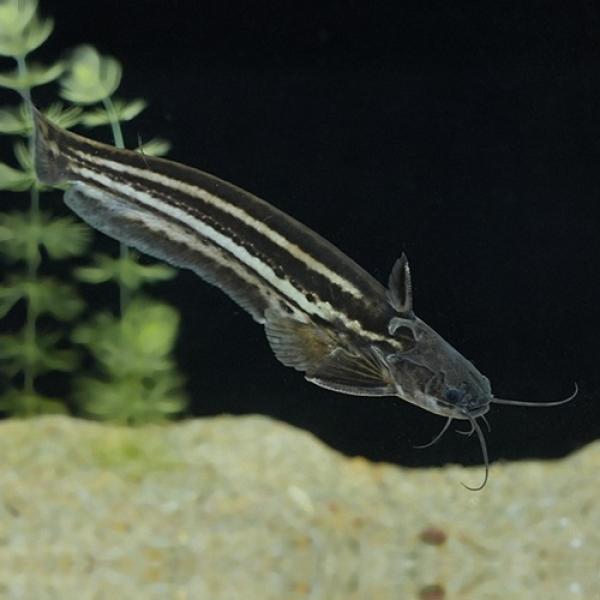 「熱帯魚」スーパーホワイトストライプウッドキャット(ラーゴマラカナ)（Ｍ)　　　　 ブラジル便 掘り...