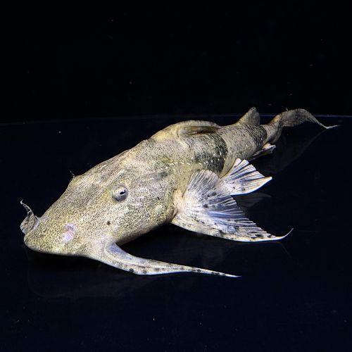 「熱帯魚」バガリウス・リカ（インドネシア） (15-18cm)「観賞魚」「アクアリウム」 インドネシ...