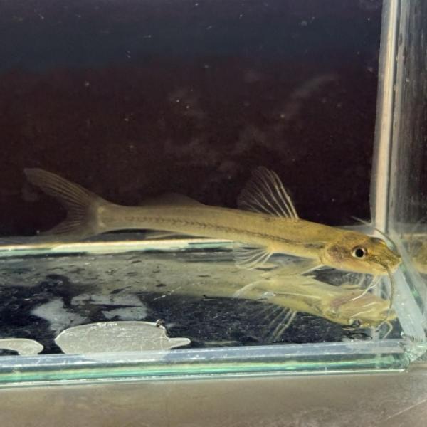 「熱帯魚」ピメロディア・グラキリス（リオ　カショーホ） マナウス便 「淡水魚」「観賞魚」アクアリウム