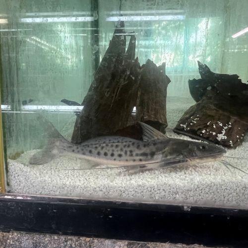 「熱帯魚」ピニランプス（ネグロ）激レア ブラジル便 掘り出し物 「淡水魚」「観賞魚」アクアリウム