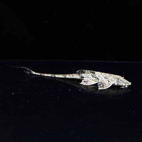 「熱帯魚」ウッディロリカリア（タパジョス）  (7-9cm)「観賞魚」「アクアリウム」