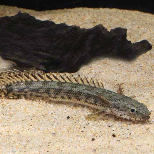 「熱帯魚」ポリプテルス　アンソルギー（ブリード）　 インドネシア便 「淡水魚」「観賞魚」アクアリウム