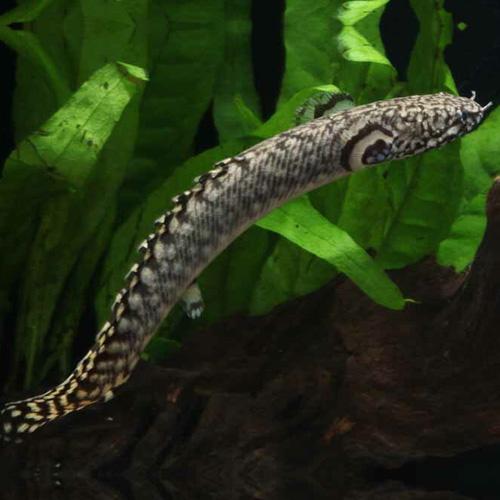 「熱帯魚」ポリプテルス　オルナティピンニス（ブリード） インドネシア便 「淡水魚」「観賞魚」アクアリ...