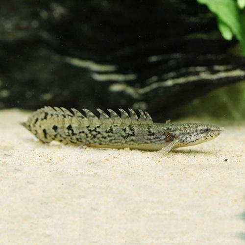 「熱帯魚」ポリプテルス　デルヘッジー（ブリード） インドネシア便 「淡水魚」「観賞魚」アクアリウム