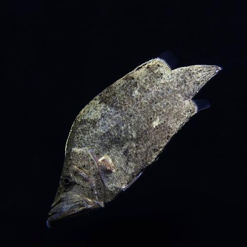 「熱帯魚」南米リーフフィッシュ  （リオ  プレト）(5-7cm)「観賞魚」「アクアリウム」