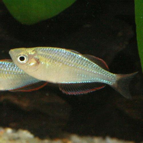 「熱帯魚」ネオンドワーフレインボー「淡水魚」「熱帯魚」「観賞魚」アクアリウム