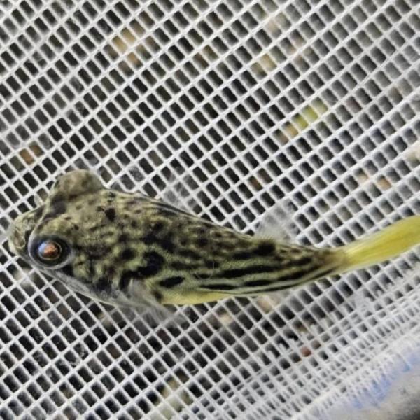 「熱帯魚」テトラオドン・パストゥレイタス（ブリード）中国便　上海便　「淡水魚」「観賞魚」アクアリウム