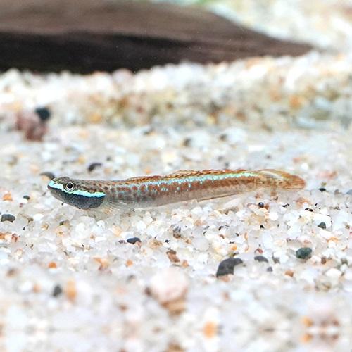 「熱帯魚」スティフォドン・アンニアエ （インドネシア）※雄雌指定不可(3-3.5cm)「観賞魚」「ア...