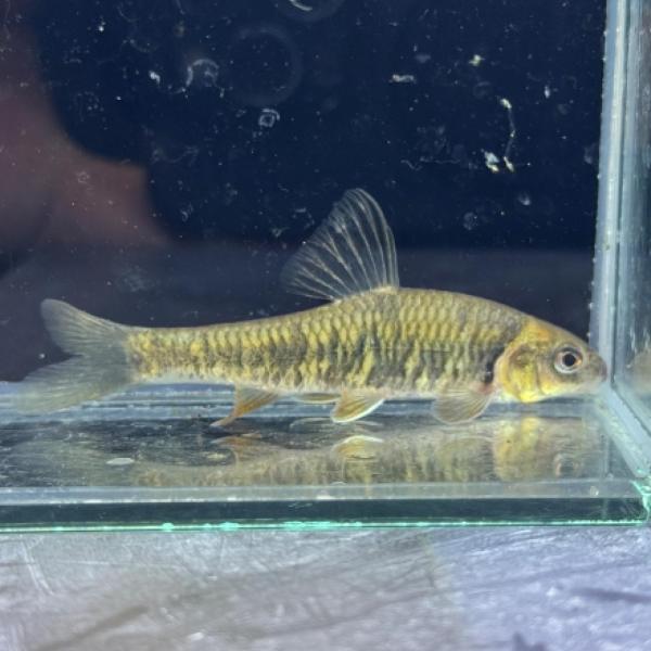 【残りわずか】サルコケイリクティス・ダビディ（中国）【淡水魚】【観賞魚】【アクアリウム】
