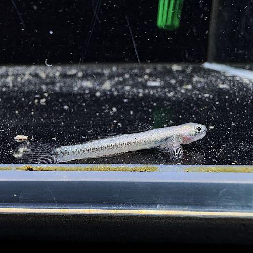 「熱帯魚」ブルームーンボウズハゼ（中国）「観賞魚」「アクアリウム」 中国便