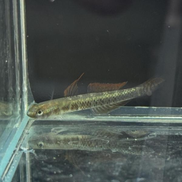 「熱帯魚」ナンヨウボウズハゼ（インドネシア産） インドネシア便 「淡水魚」「観賞魚」アクアリウム