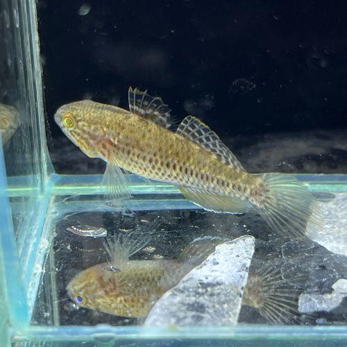 「熱帯魚」ドルミテーターゴビー（セアラ） ブラジル便 掘り出し物 「淡水魚」「観賞魚」アクアリウム