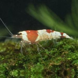 レッドビーシュリンプ　定番商品 「淡水魚」「熱帯魚」「観賞魚」 アクアリウム