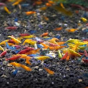 カラフルチェリーシュリンプ　10匹　おまとめ商品　定番商品【熱帯魚】【観賞魚】【アクアリウム】