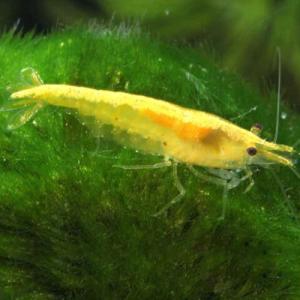 ゴールデンストライプシュリンプ 定番商品【熱帯魚...の商品画像