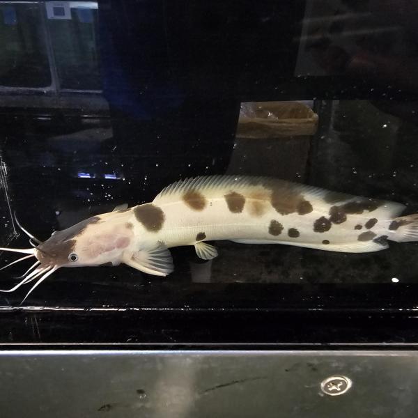 「熱帯魚」パンダクララ インドネシア便 「淡水魚」「観賞魚」アクアリウム