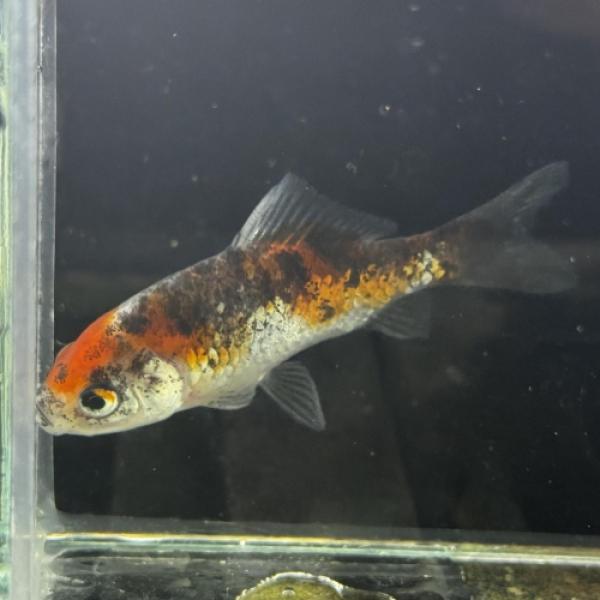 「金魚」銀鱗三色和金（埼玉）さいたま便 「淡水魚」「観賞魚」アクアリウム