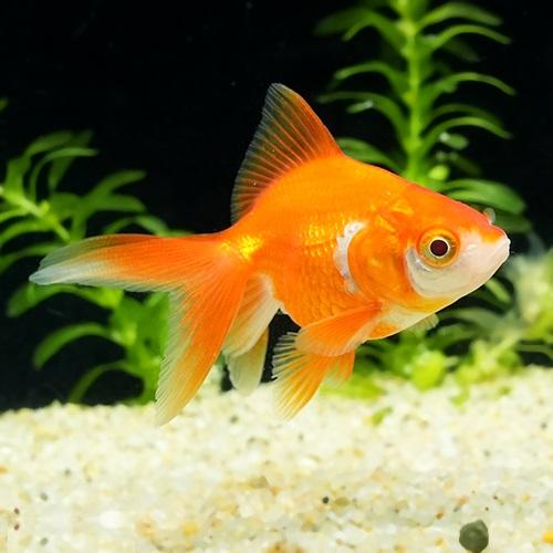 「金魚」琉金（埼玉）さいたま便 掘り出し物 「淡水魚」「観賞魚」「金魚」アクアリウム