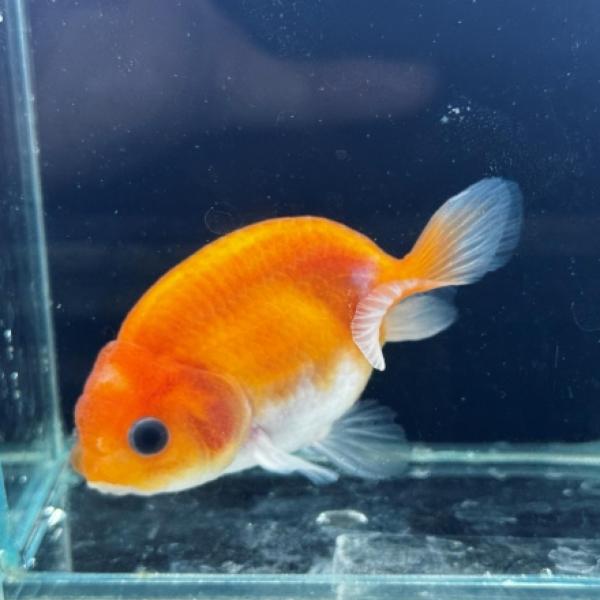 (国産金魚)もみじランチュウ（埼玉/小沢） 日本 さいたま便「金魚」「観賞魚」アクアリウム