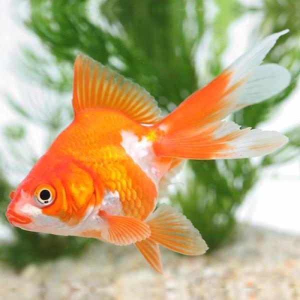 「金魚」サラサ琉金（埼玉）（M）　さいたま便 「淡水魚」「観賞魚」アクアリウム