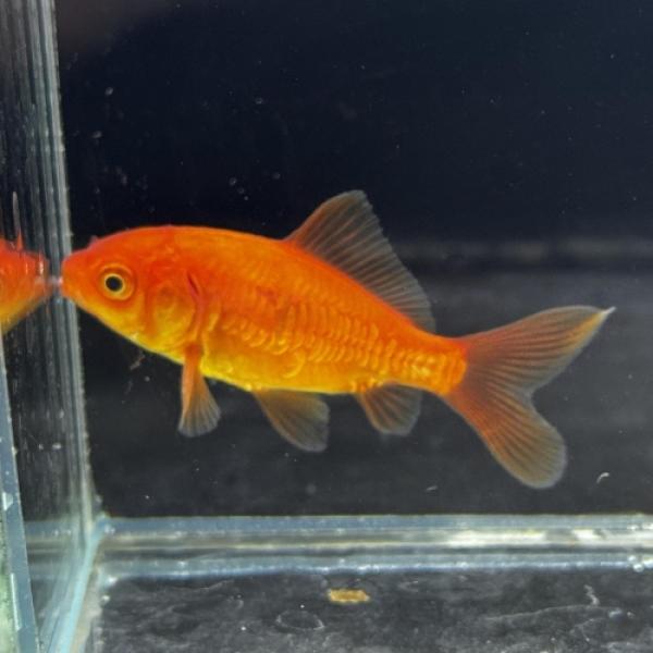 「金魚」赤ドラゴンスケール和金（埼玉）さいたま便 「淡水魚」「観賞魚」アクアリウム