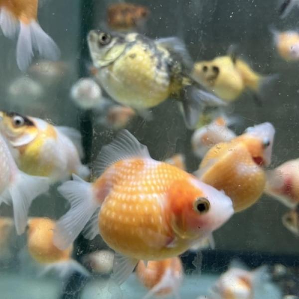 「金魚」ピンポンパール（インドネシア）（SＭ）さいたま便 掘り出し物 「淡水魚」「観賞魚」「金魚」ア...